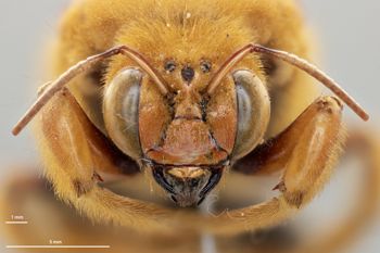 Media type: image;   Entomology 810659 Aspect: head frontal view